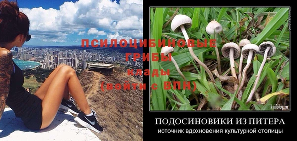дмт Богданович